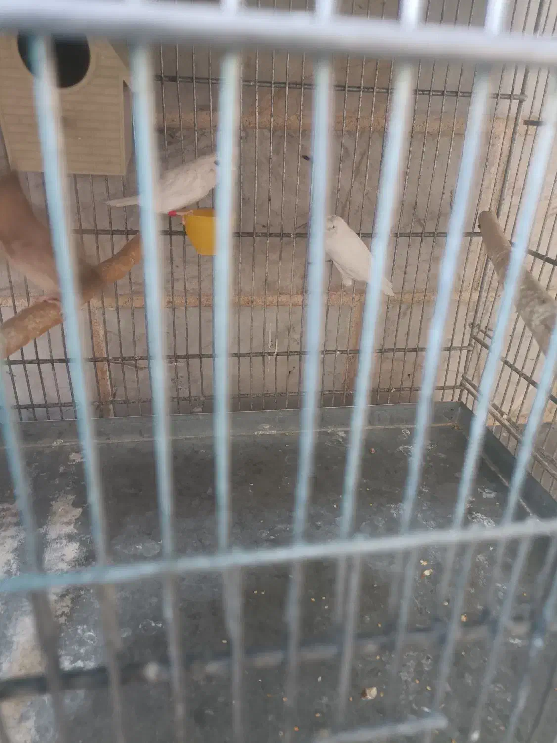 فنچ بنگالی و مرغ عشق هفت عدد فنچ زبرا|پرنده|اسلامشهر, شهرک امام حسین (میان آباد)|دیوار