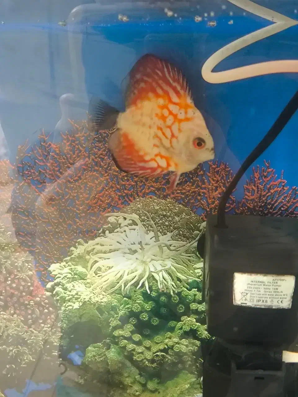 ماهی آکواریوم|ماهی|تهران, پرستار|دیوار