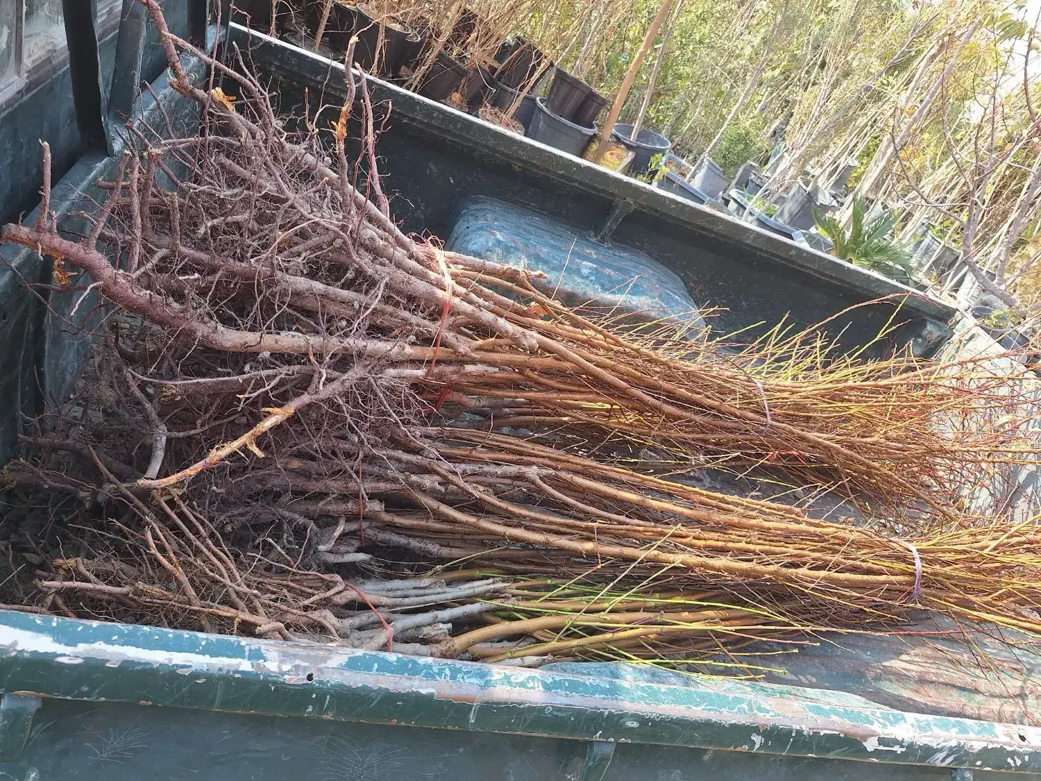 تک و عمده انواع نهال و درخت ریشه ایی موجود|خدمات باغبانی و درختکاری|برخوار, |دیوار