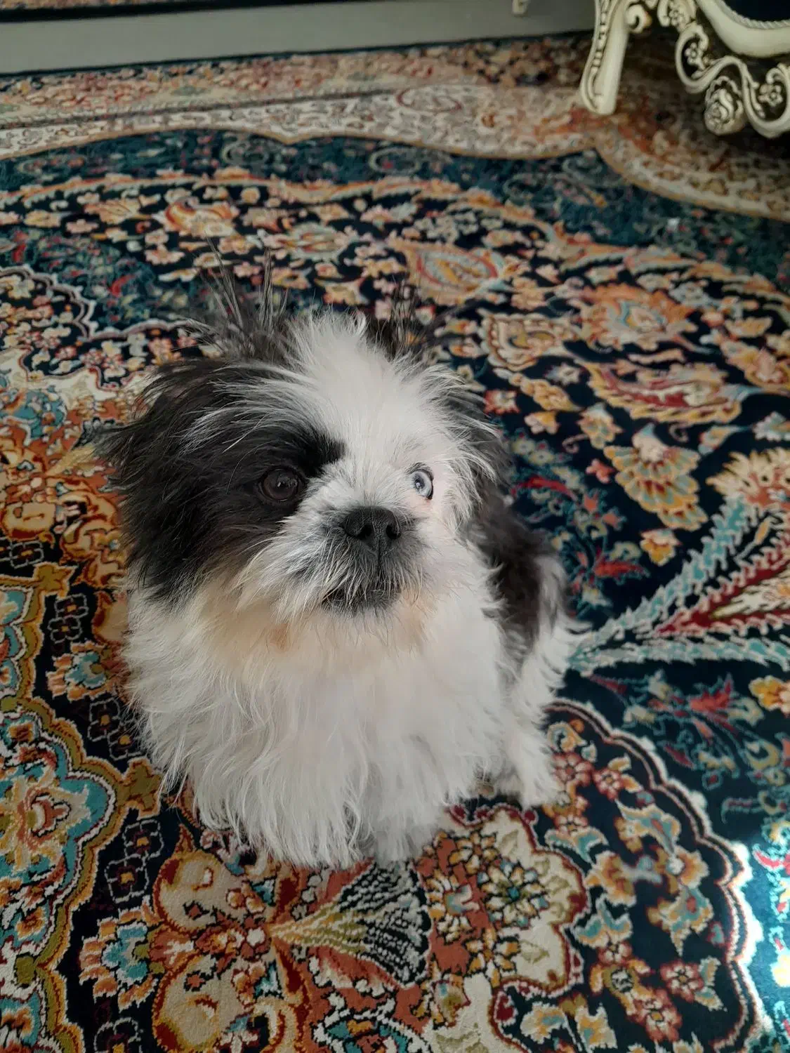 حیوان خانگی|سگ|خرمآباد, |دیوار