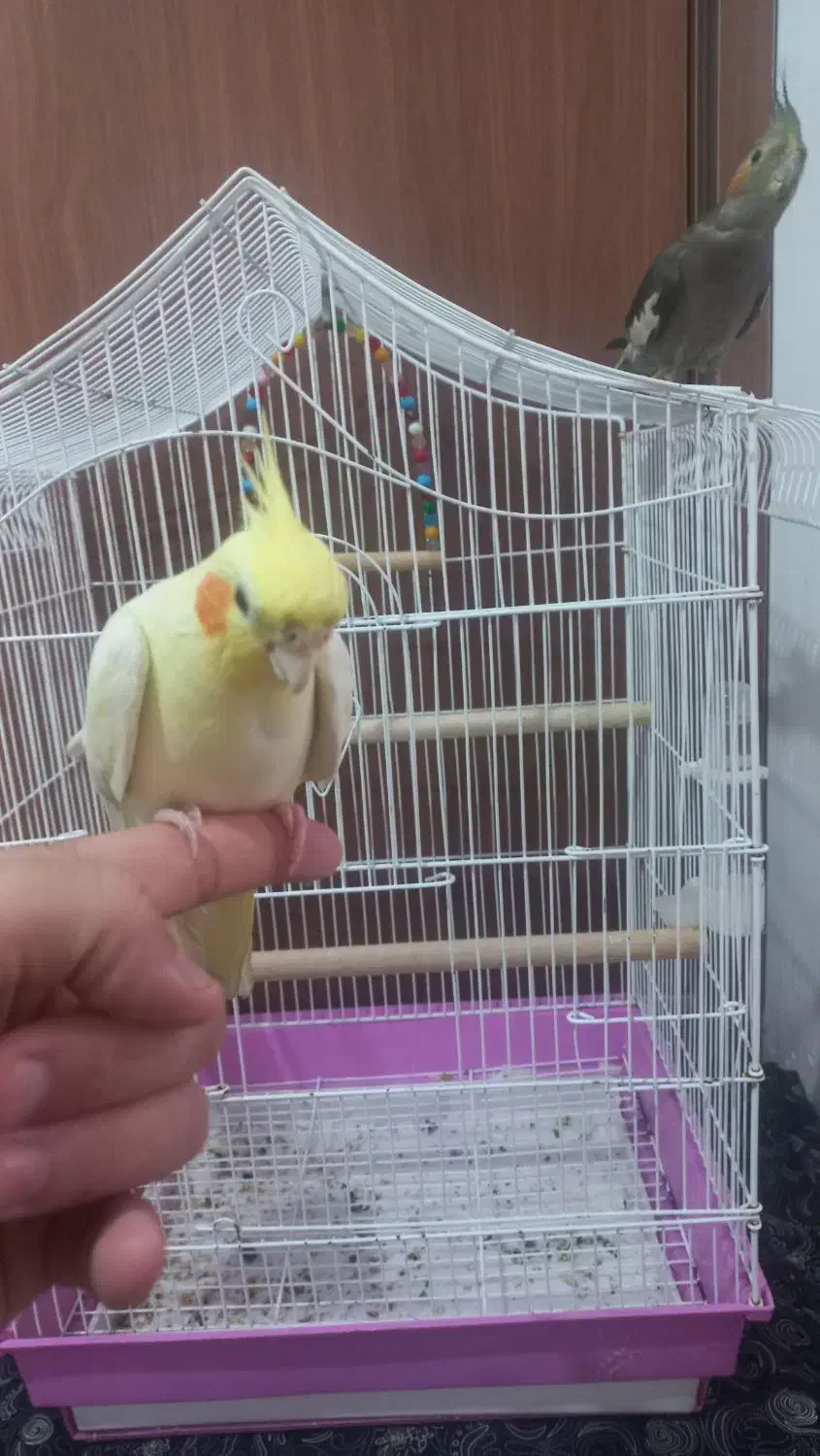 عروس هلندی|پرنده|املش, |دیوار