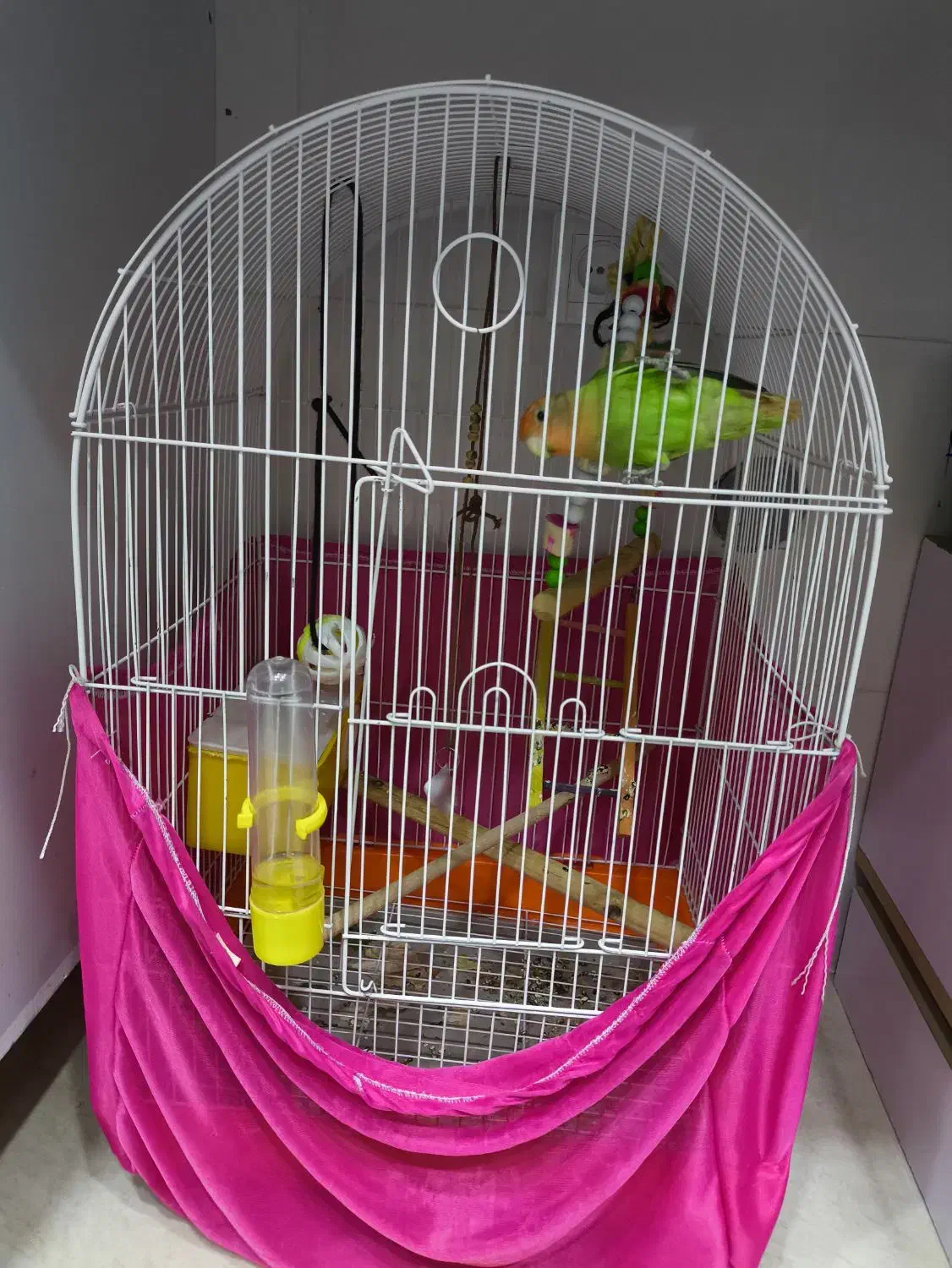 طوطی برزیلی|پرنده|پیرانشهر, |دیوار