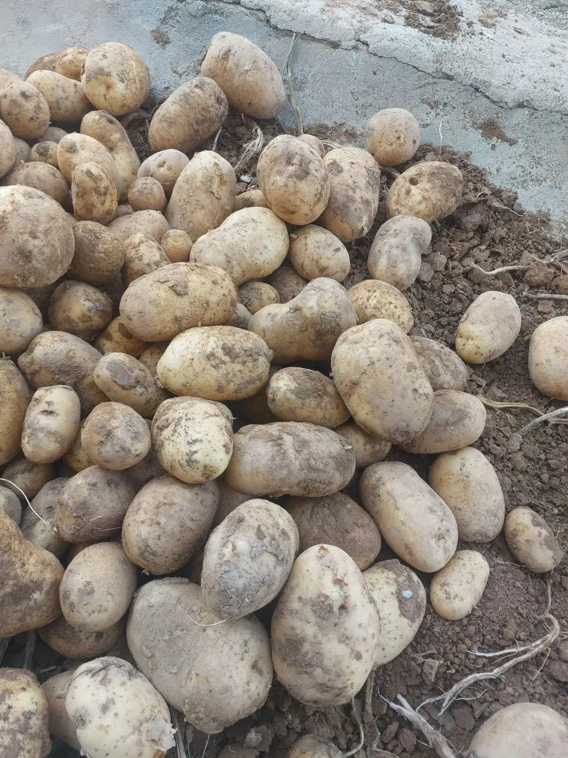 سیب زمینی|عمده‌فروشی|بن, |دیوار