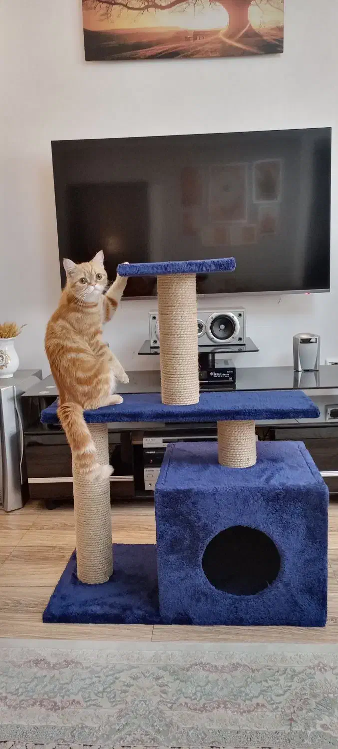 اسکرچر گربه|لوازم جانبی حیوانات|تهران, نظامی گنجوی (توانیر)|دیوار