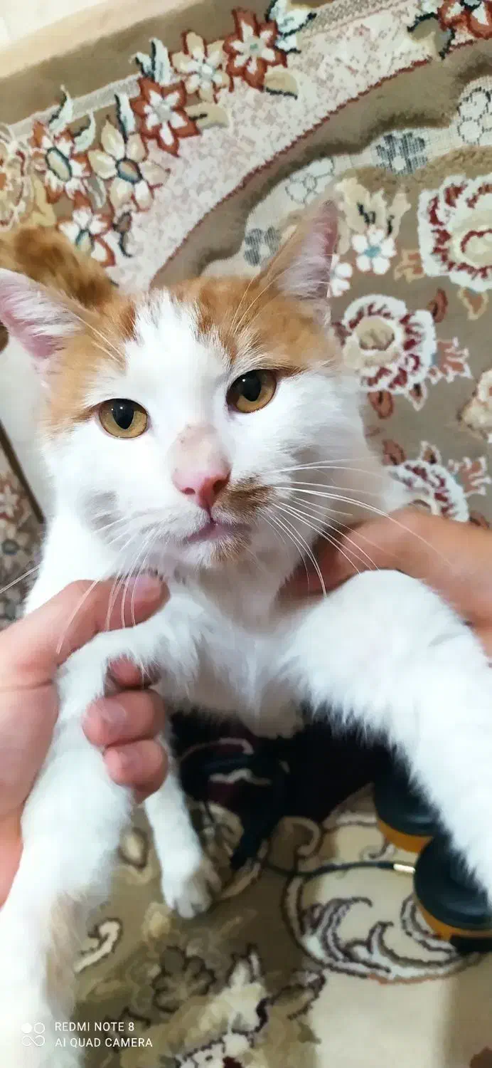 واگذاری رایگان گربه نر|گربه|کرمانشاه, |دیوار