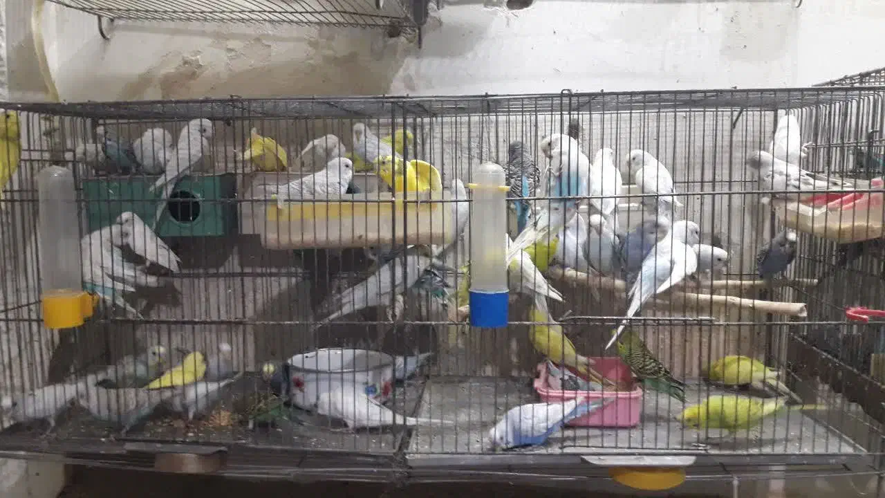 مرغ عشق|پرنده|کرج, چهارصد دستگاه|دیوار