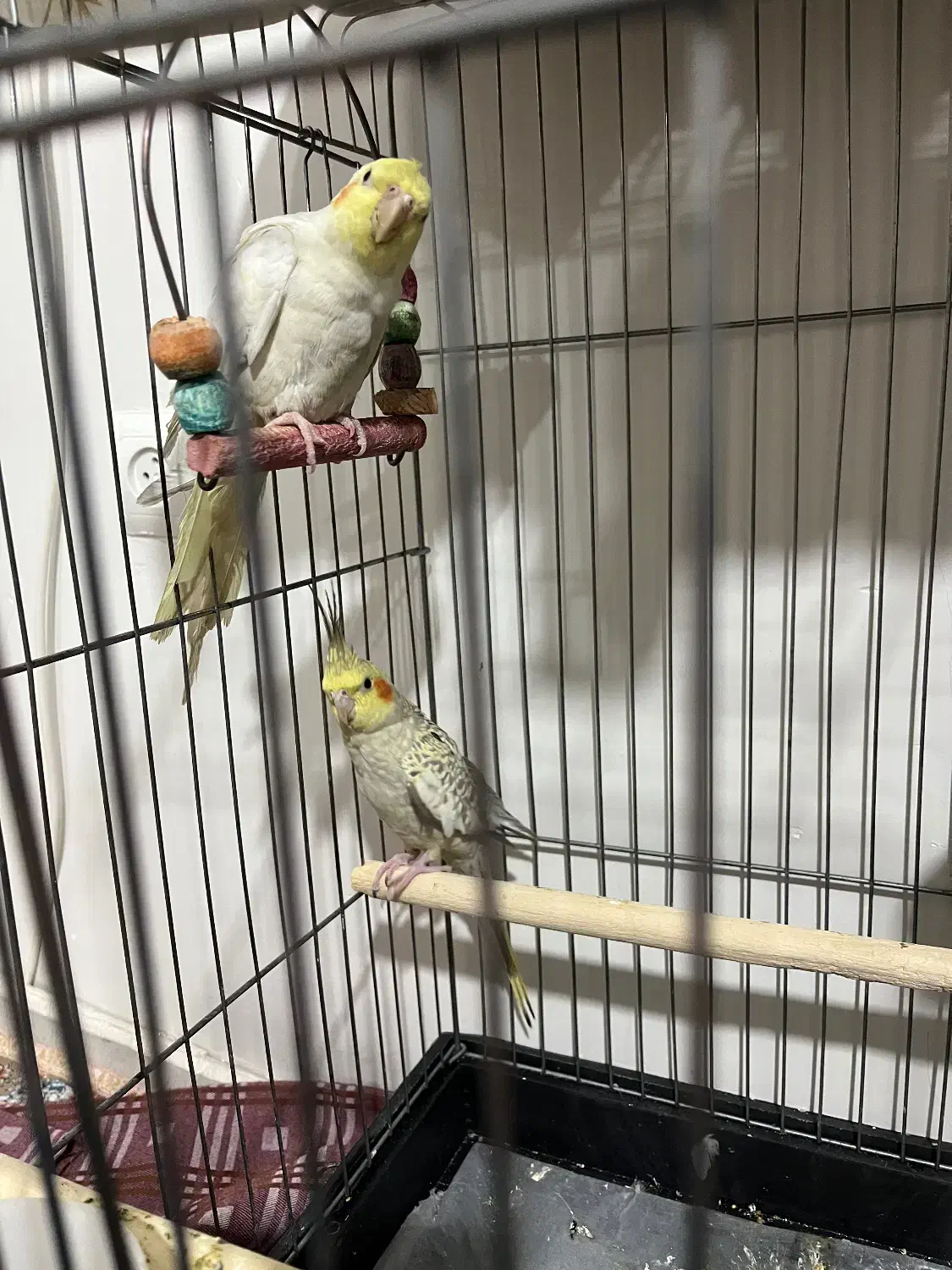 عروس هلندی|پرنده|تهران, درب دوم|دیوار