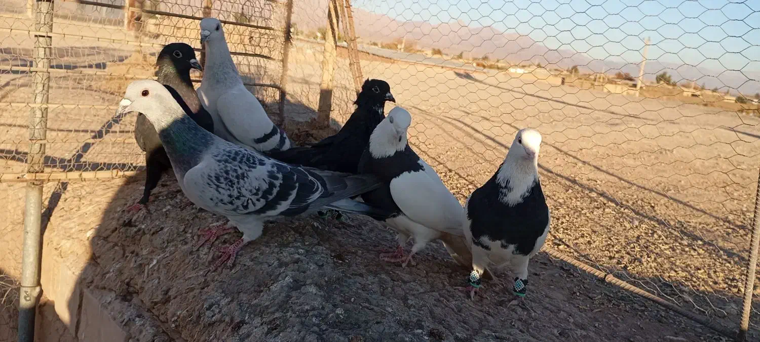 کفتر|پرنده|زرند, |دیوار