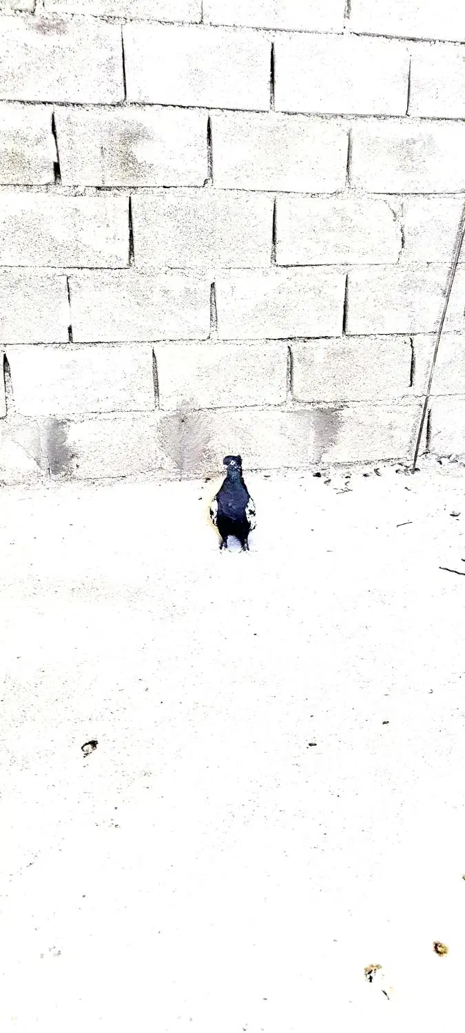 سینه سیاه ماده|پرنده|آبدانان, |دیوار