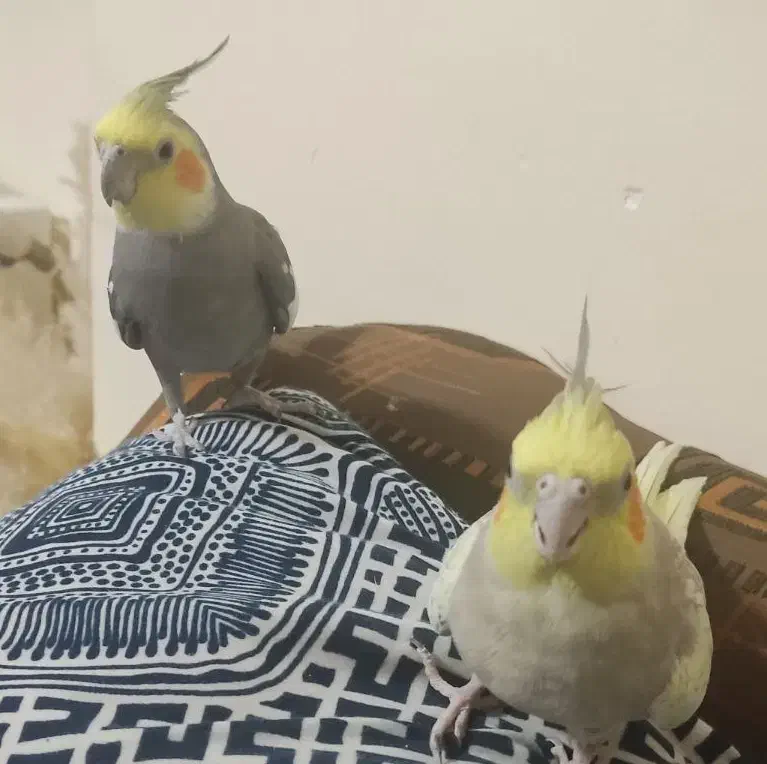 یک جفت عروس هلندی سخنگو به فروش می رسد|پرنده|زرقان, |دیوار