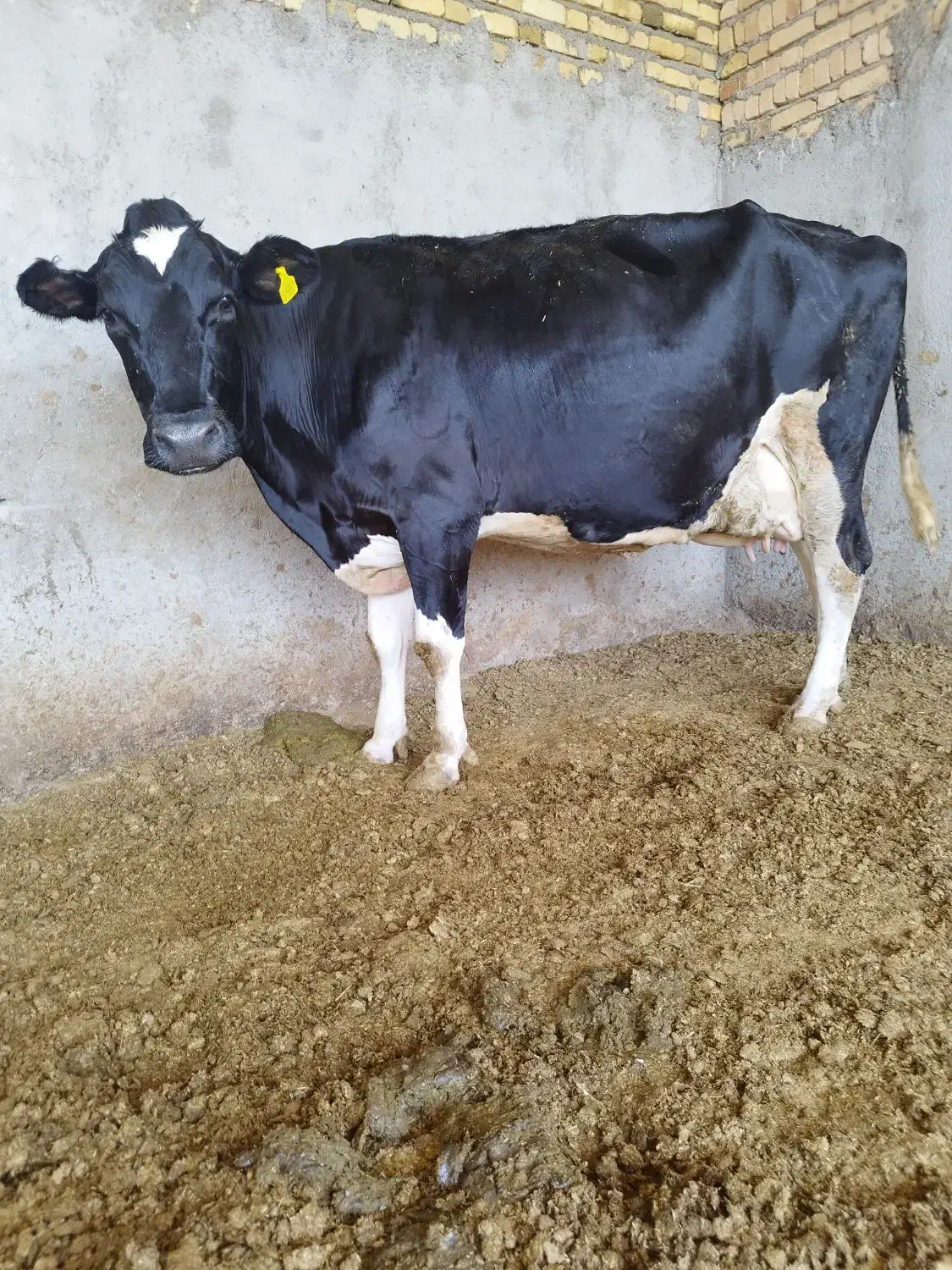 کارگر ساده|استخدام سرایداری و نظافت|قلقل رود, |دیوار