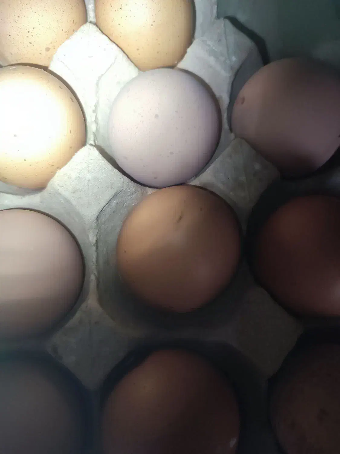 تخم‌مرغ برهمالایت|حیوانات مزرعه|تبریز, |دیوار