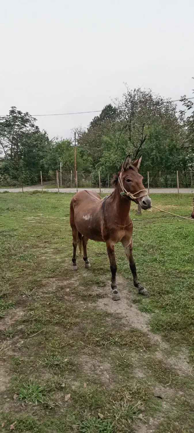 فروش قاطر|حیوانات مزرعه|گوراب زرمیخ, |دیوار