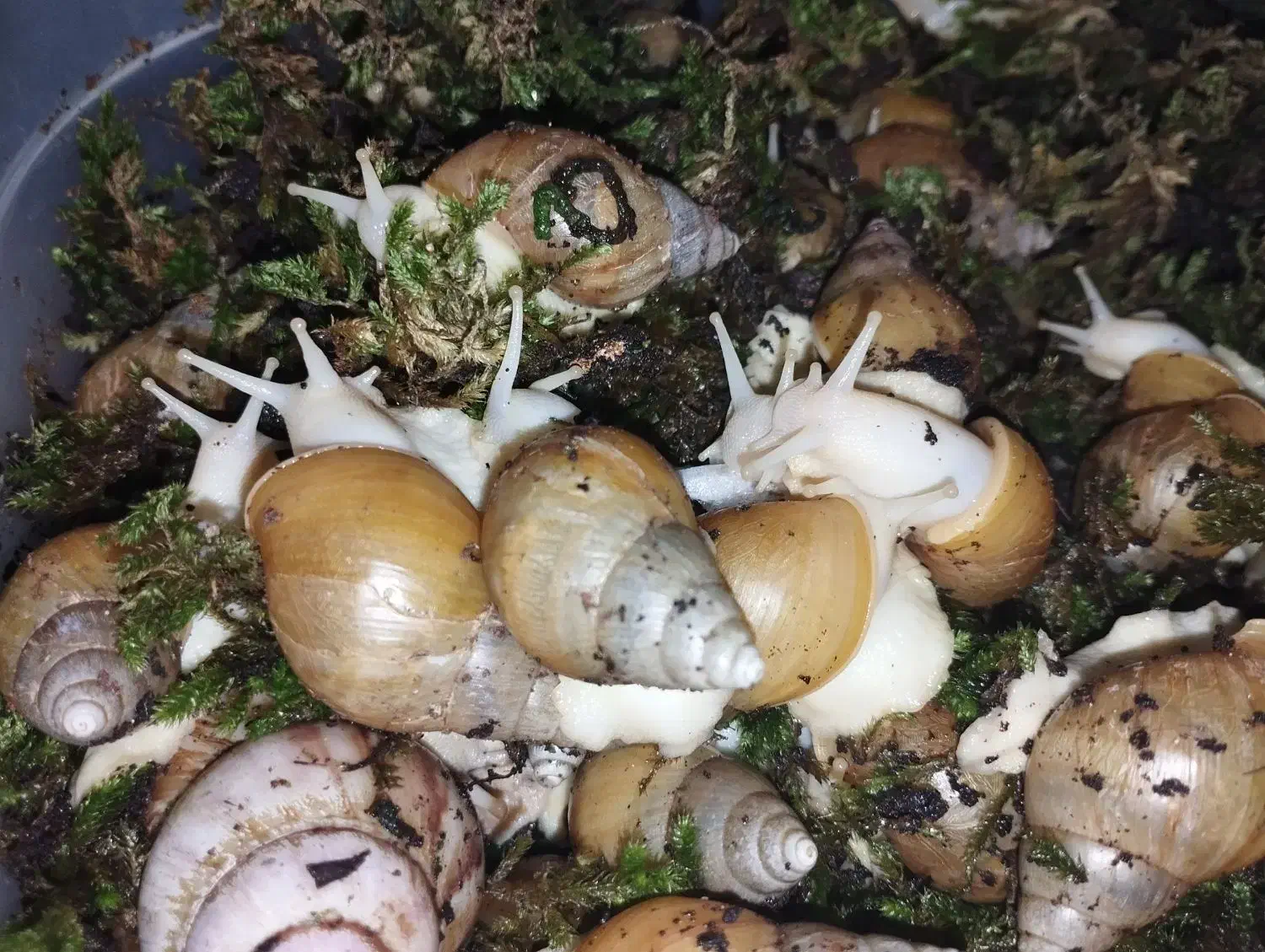 حلزون البینو|خزنده|مشهد, حجاب (شهرک غرب)|دیوار