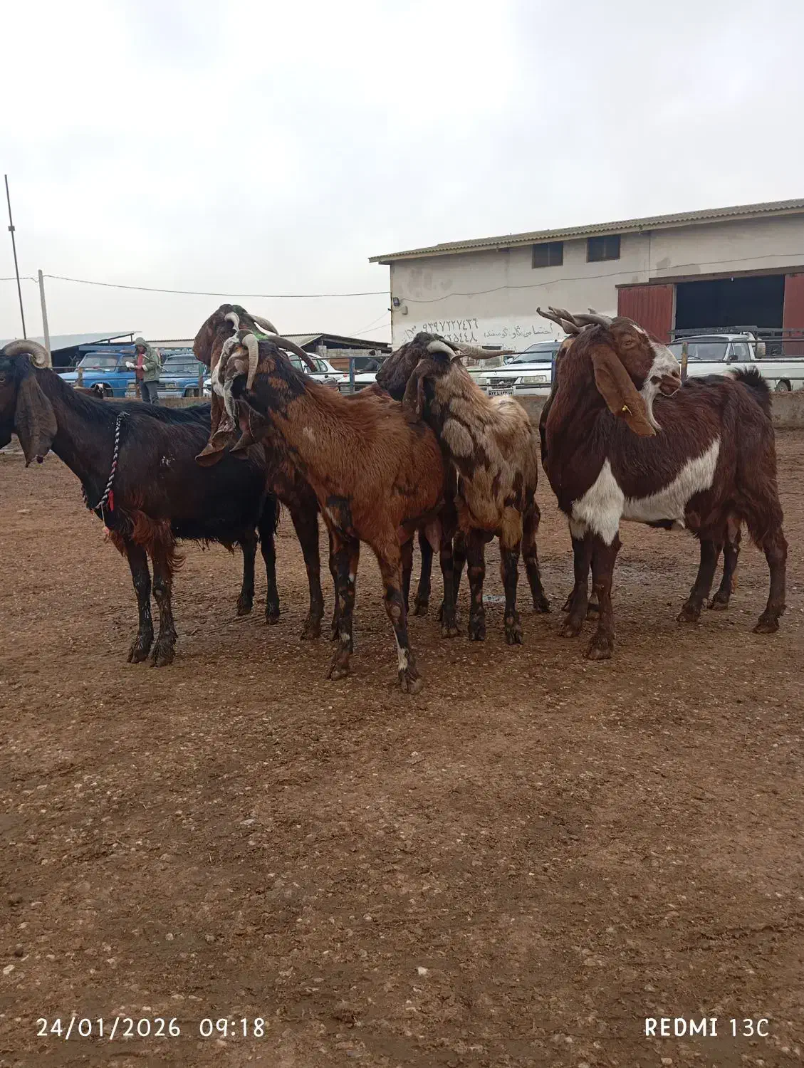 6راس بز ابستن|حیوانات مزرعه|گنبد کاووس, |دیوار