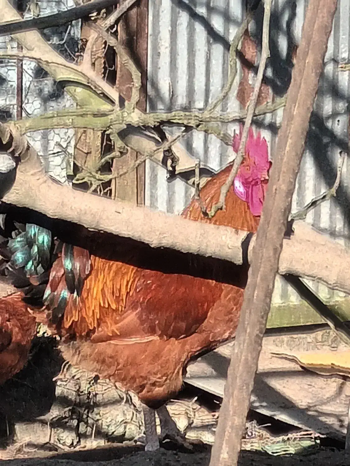 خروس محلی قرمز ویک ساله یه شاه خروس سالم|حیوانات مزرعه|چابکسر, |دیوار