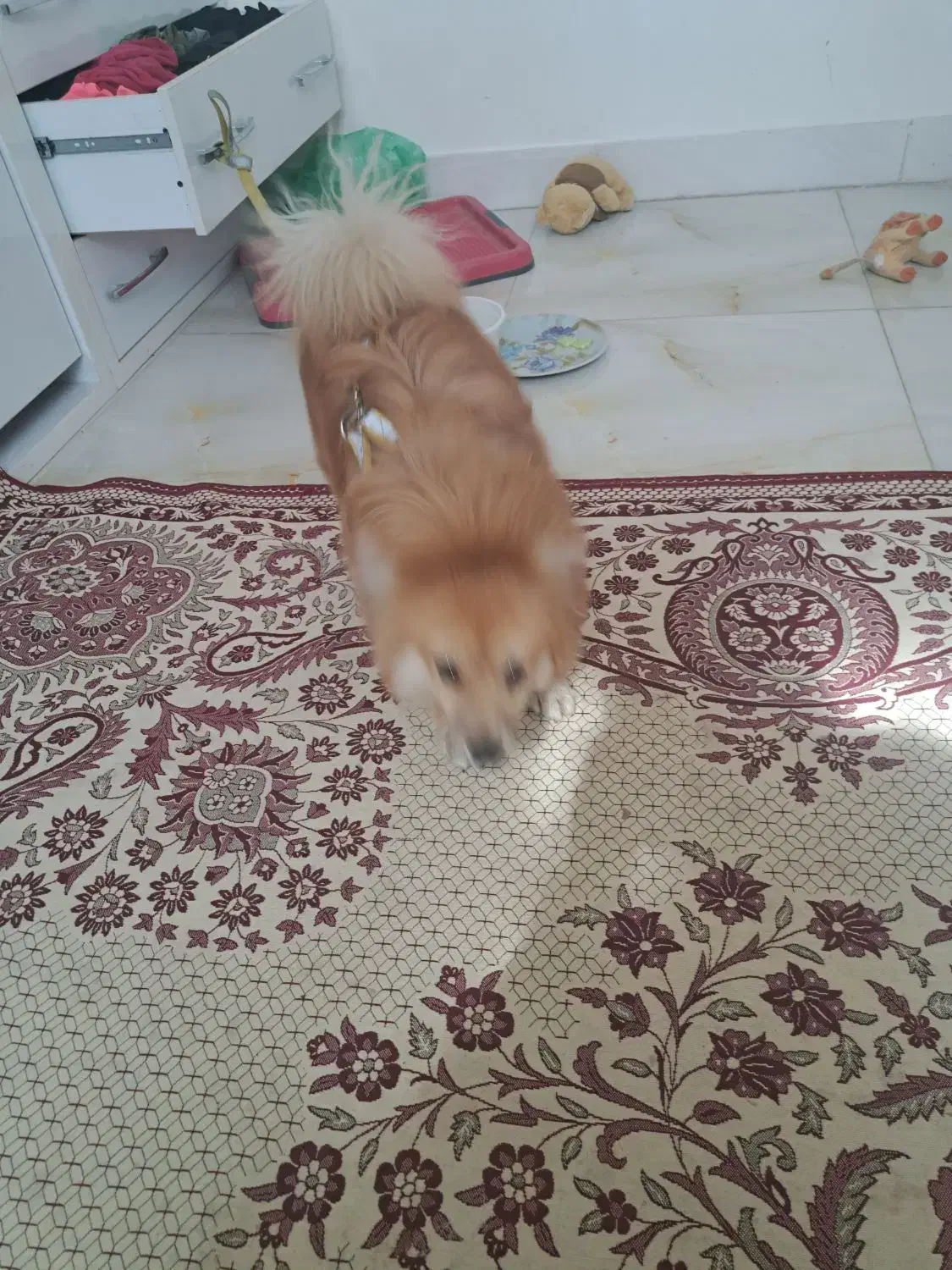 پاپی روباهی|سگ|اصفهان, رهنان|دیوار