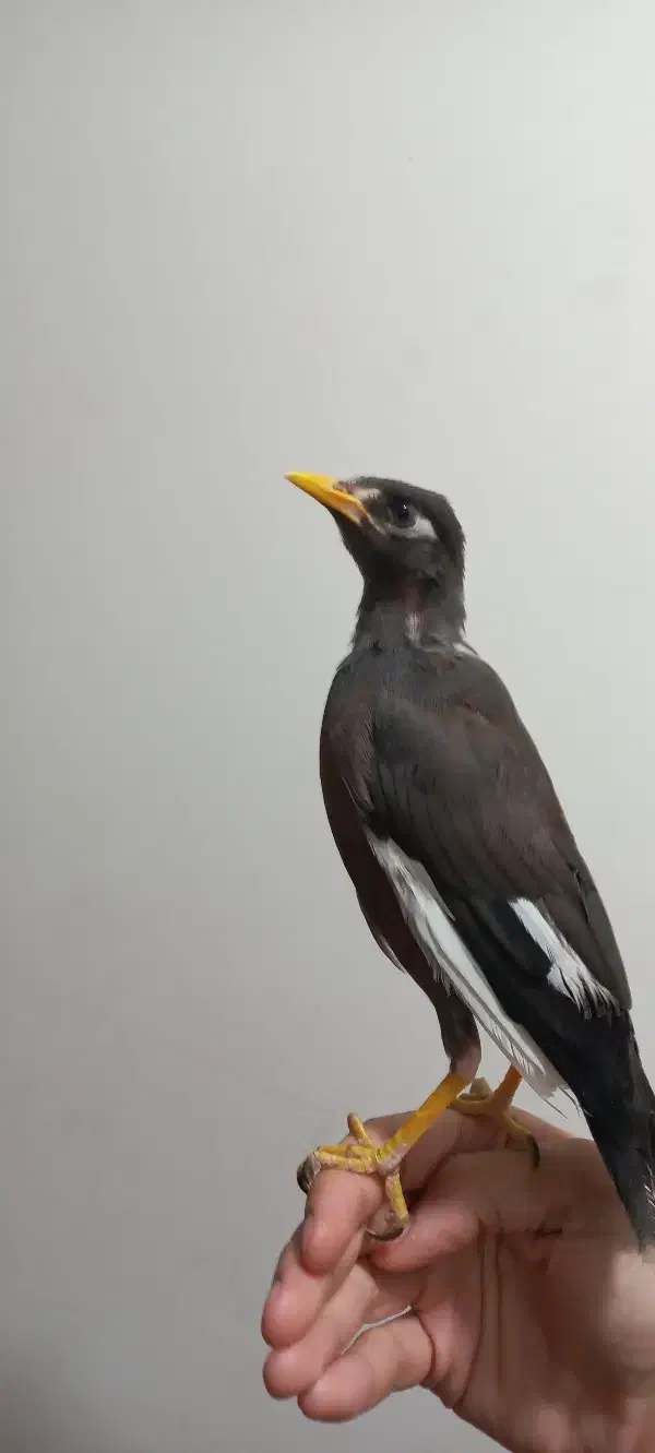 جوجه مینا|پرنده|بندرعباس, |دیوار