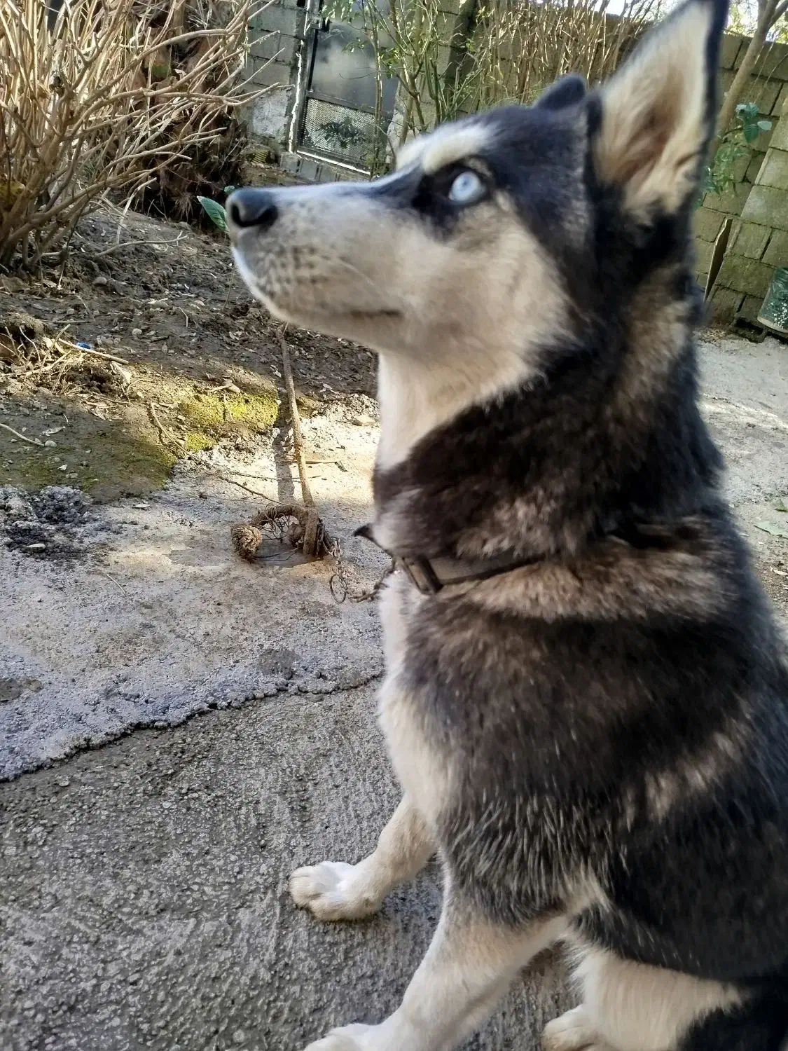 سگ هاسکی|سگ|تالش, هشتپر|دیوار