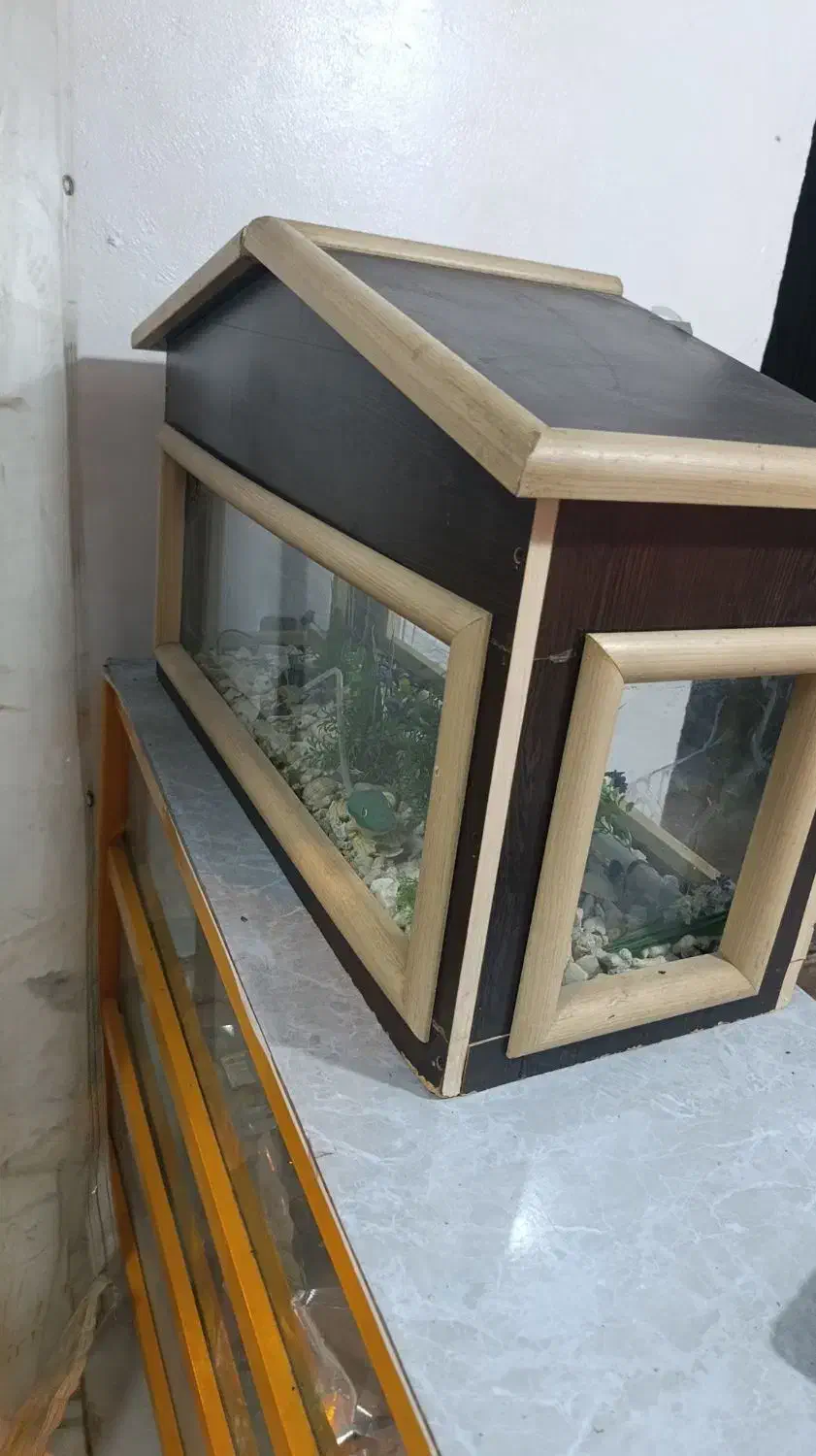 اکواریوم|ماهی|یاسوج, |دیوار