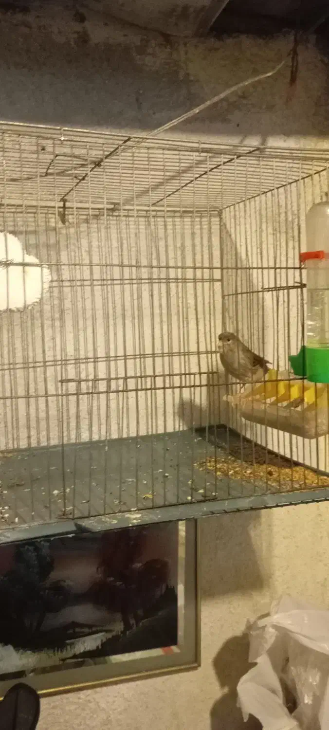 قناری نر مست|پرنده|رشت, رودباری|دیوار