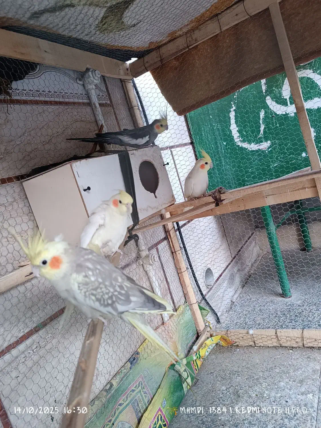 عروس هلندی|پرنده|سراوان, |دیوار