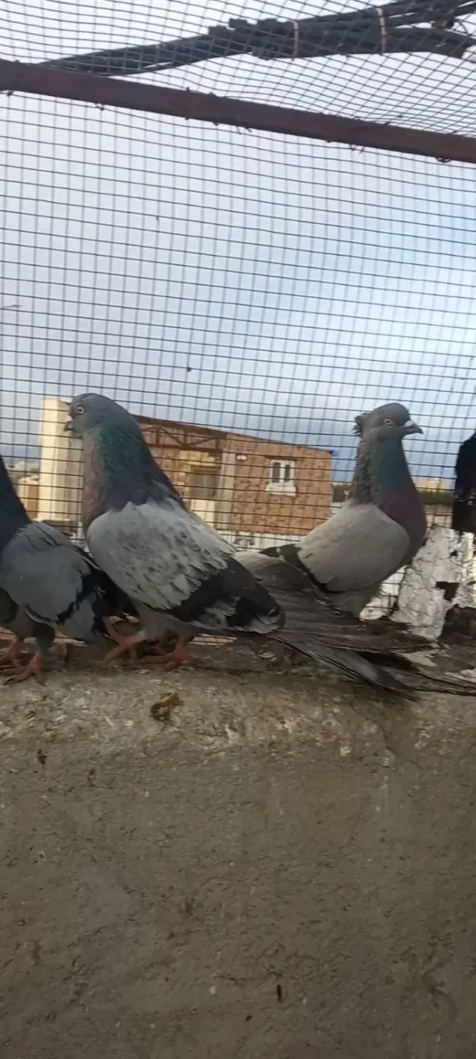 کبوتر سبز|پرنده|ممقان, |دیوار