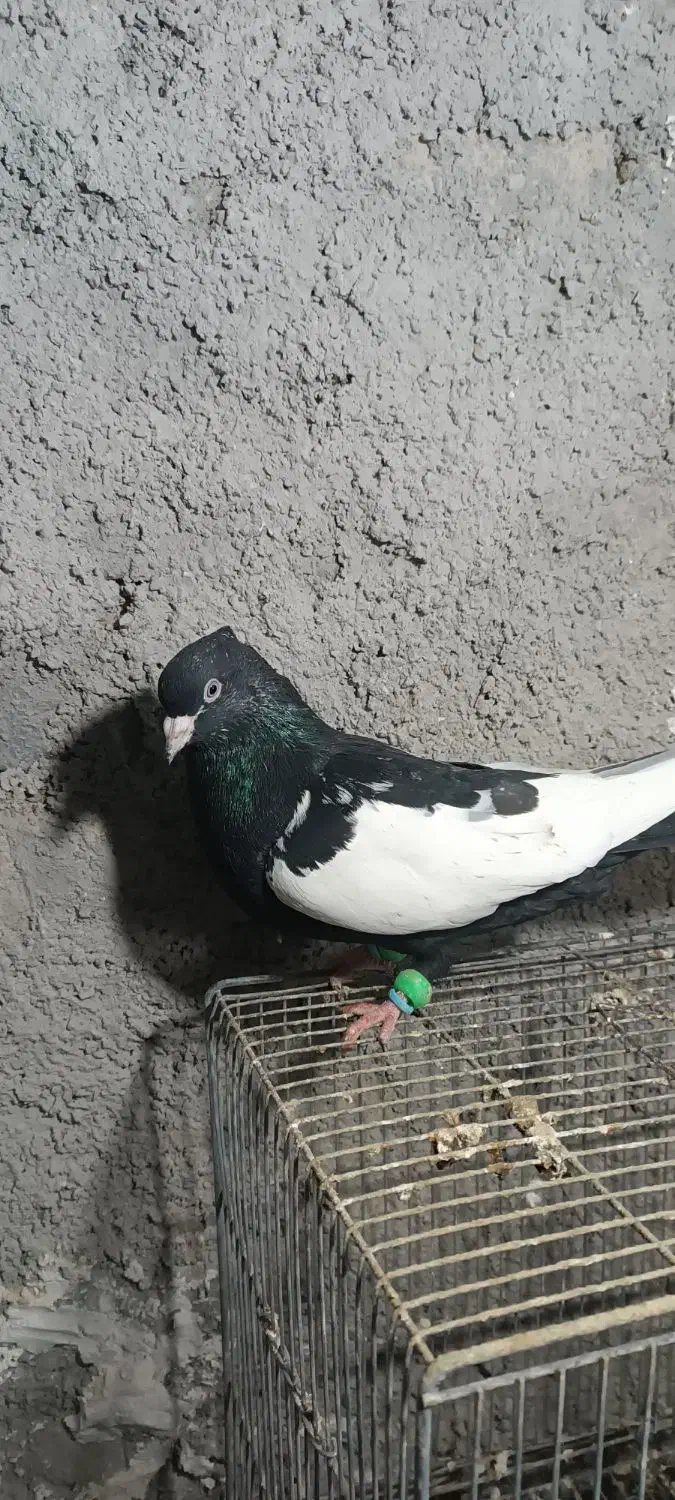 سینه سیاه نر|پرنده|مشهد, امیریه|دیوار