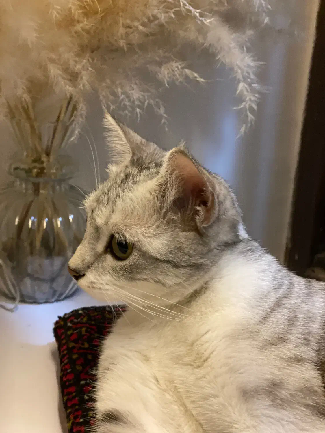 گربه بریتیش|گربه|نیشابور, امین اسلامی|دیوار