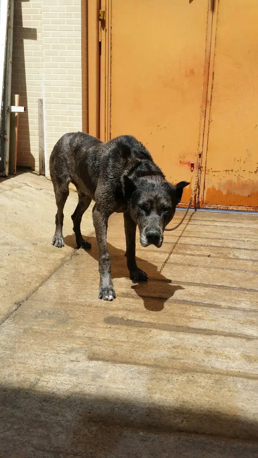 سگ گردین|سگ|شیراز, محراب|دیوار