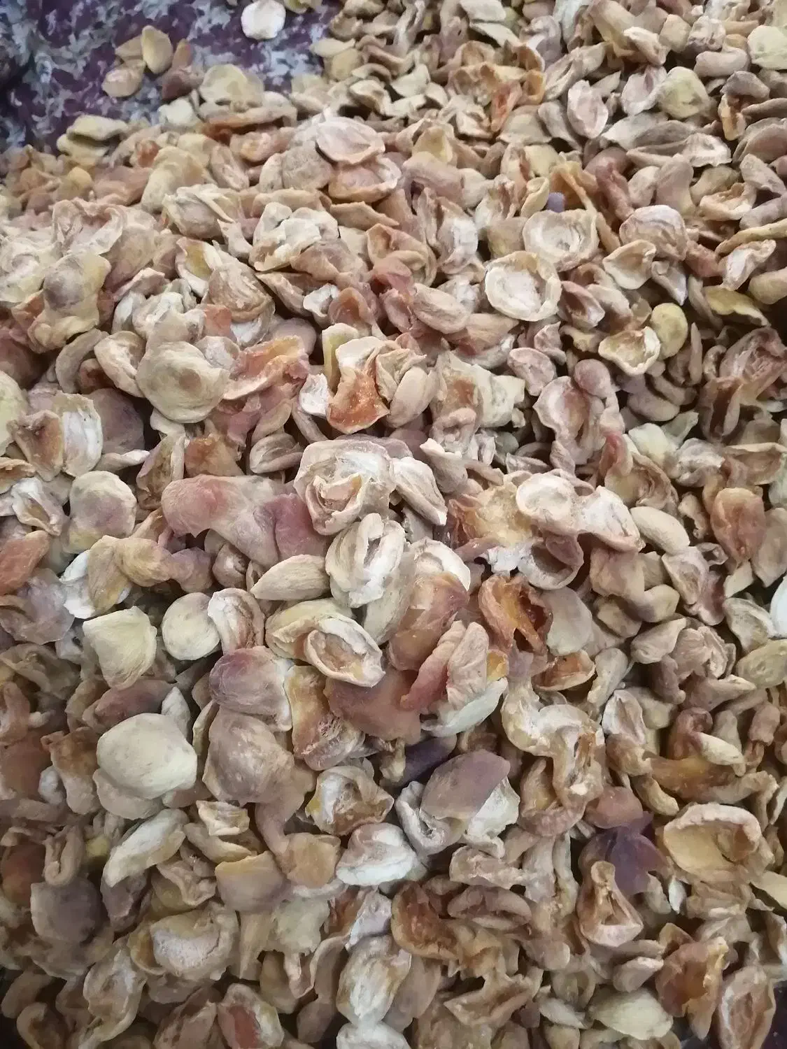 برگه زردآلو|خوردنی و آشامیدنی|یزد, |دیوار
