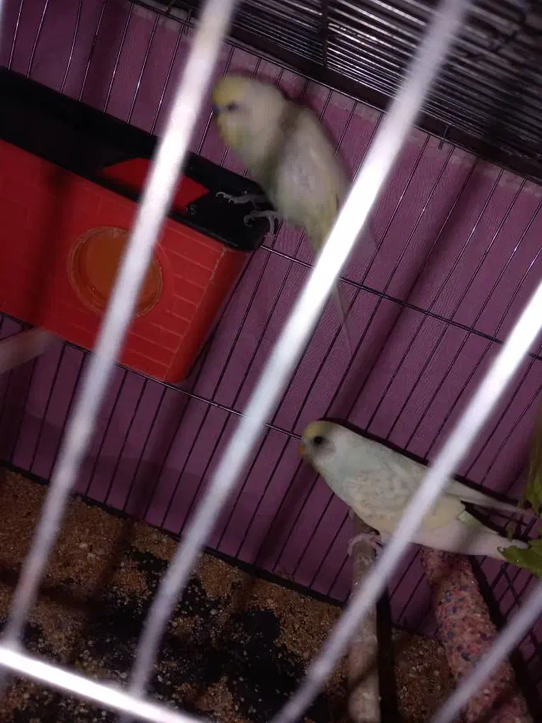 یک جفت مرغ عشق مولددارندتخم می‌گذارند|پرنده|تبریز, |دیوار