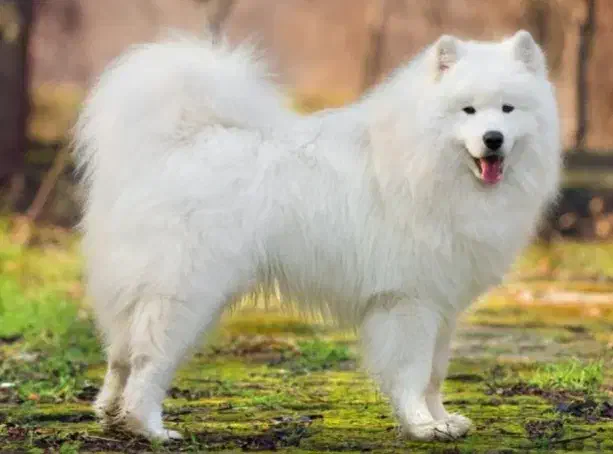 سگ سامویید|سگ|صحنه, |دیوار