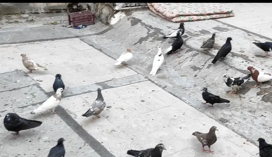 کبوتر|پرنده|شیراز, شاهچراغ|دیوار