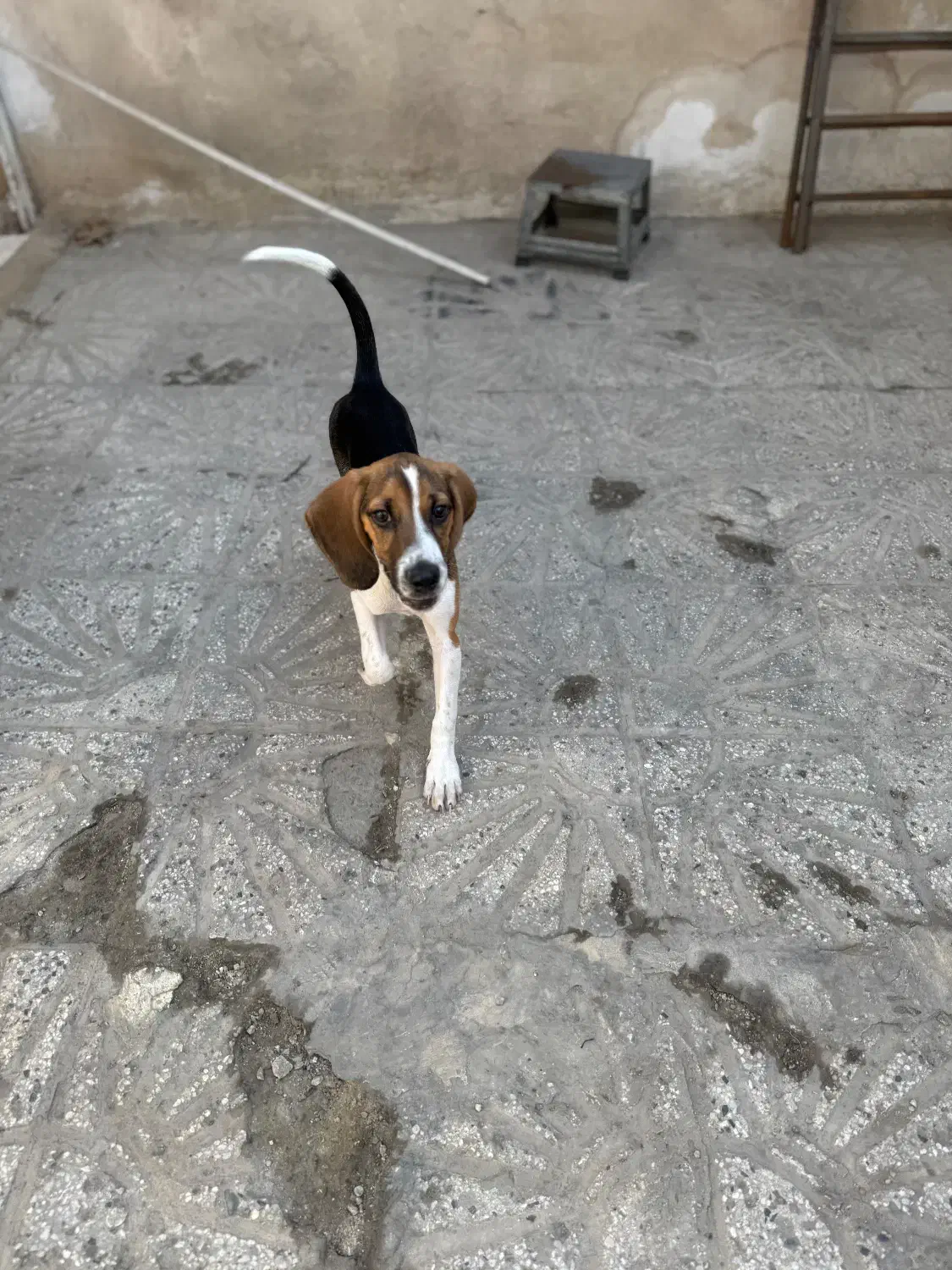 واگذاری سگ نژاد بیگل|سگ|ری, هاشمآباد|دیوار