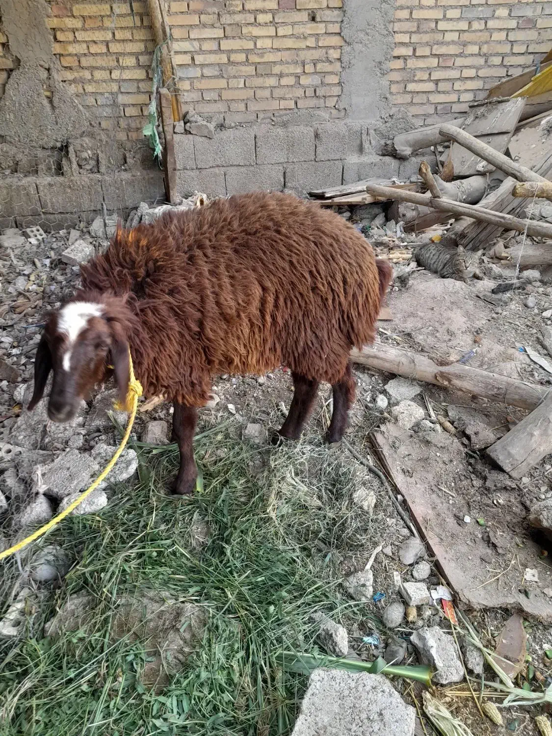 بره افشاری بزرگ|حیوانات مزرعه|اندیمشک, |دیوار