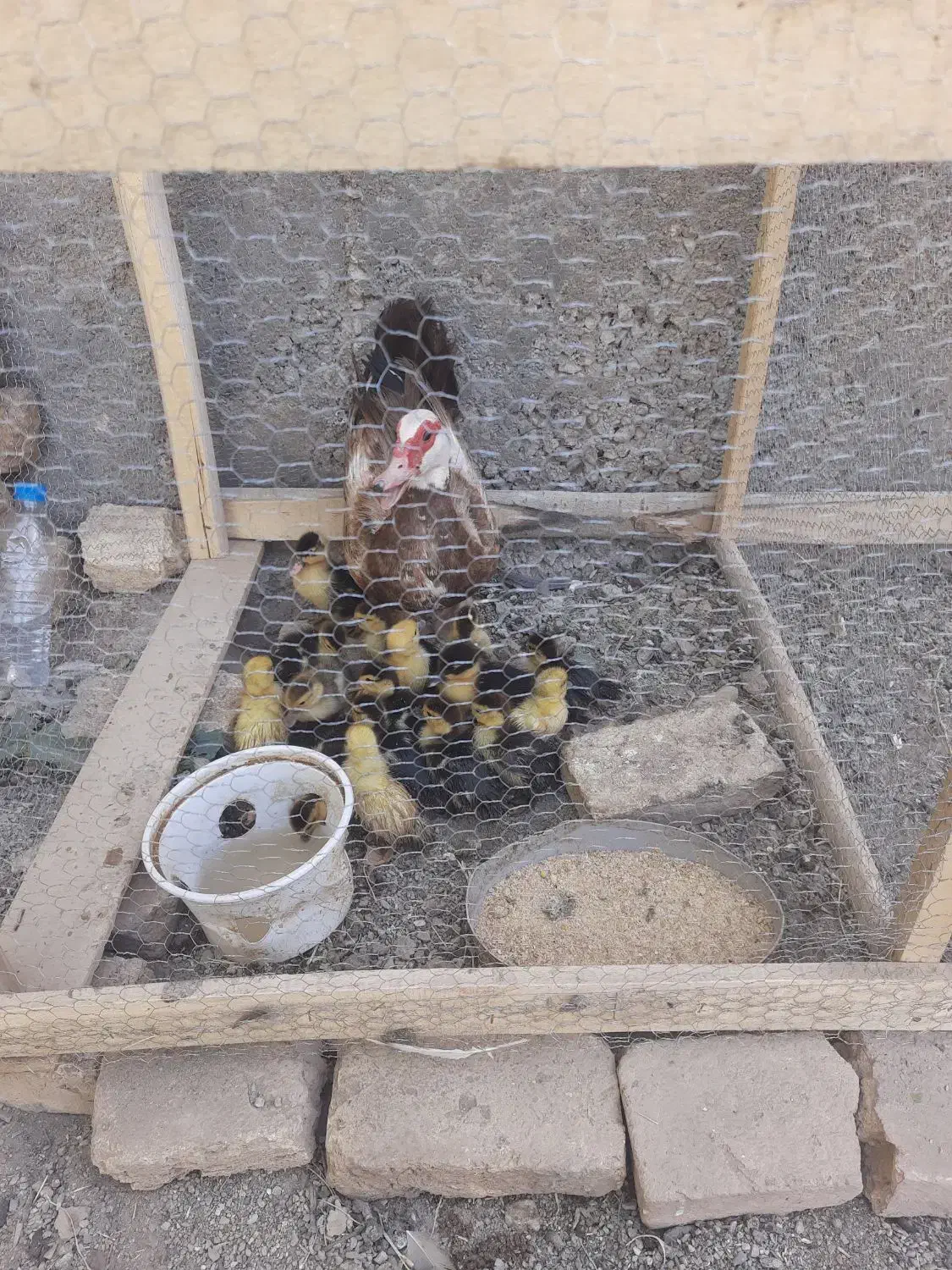 فروش جوجه اوردک اسراعیلی|پرنده|کیار, |دیوار