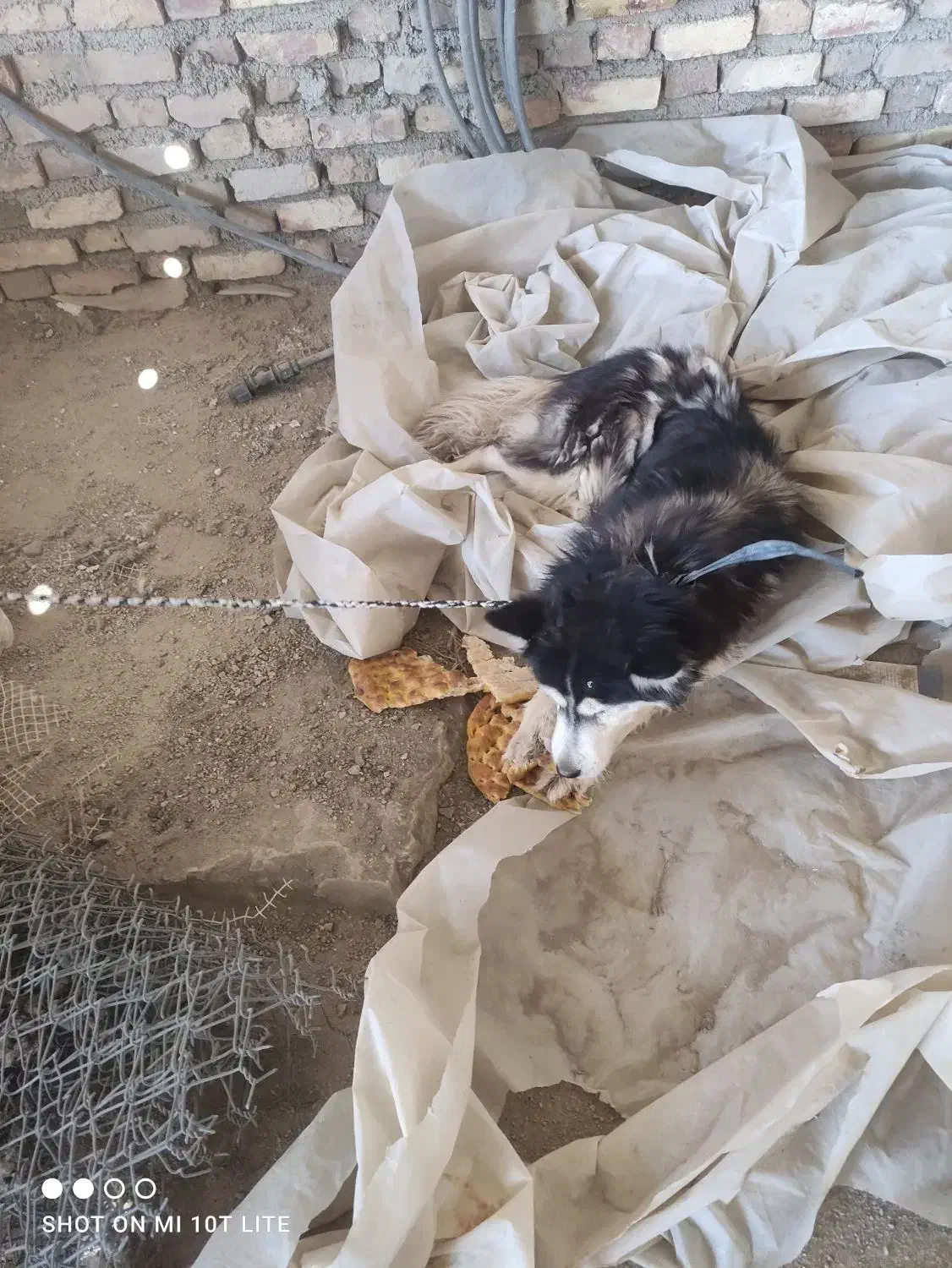 واگذاری|سگ|سلطانیه, |دیوار