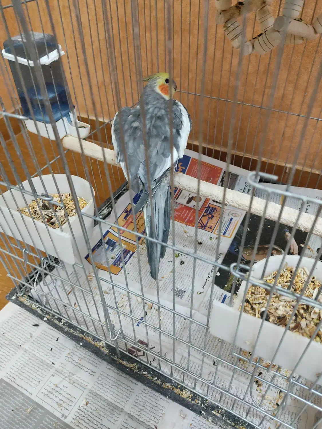 عروس هلندی|پرنده|رشت, کاکتوس|دیوار