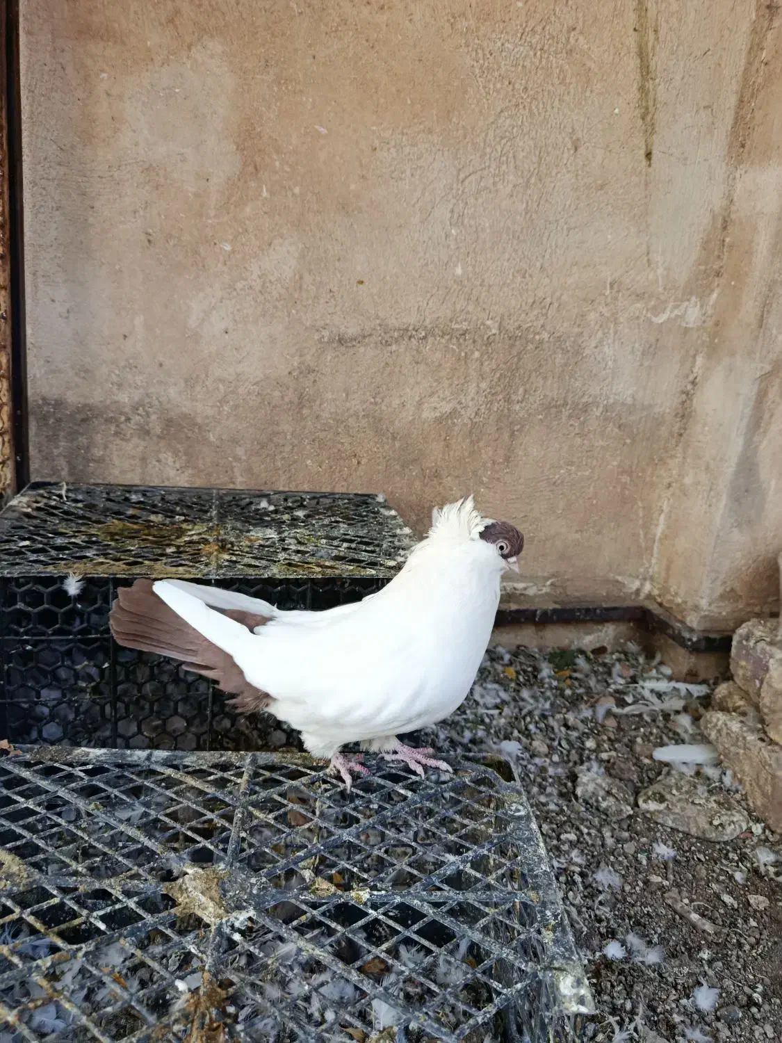 کبوتر زینتی|حیوانات|کرمانشاه, |دیوار