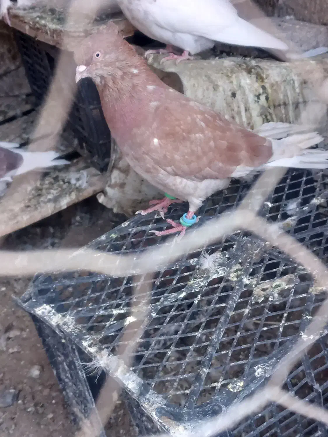 معاوضه|پرنده|نرماشیر, |دیوار