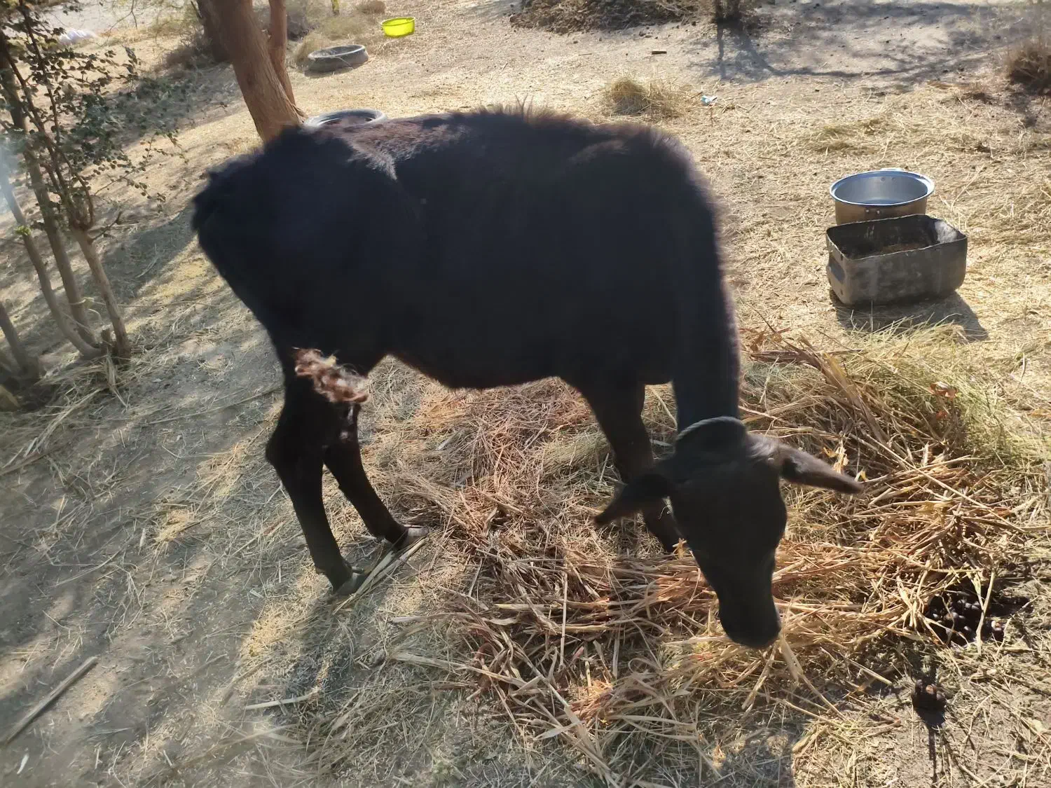 فروش گوساله ماده|حیوانات مزرعه|رودخانه, |دیوار