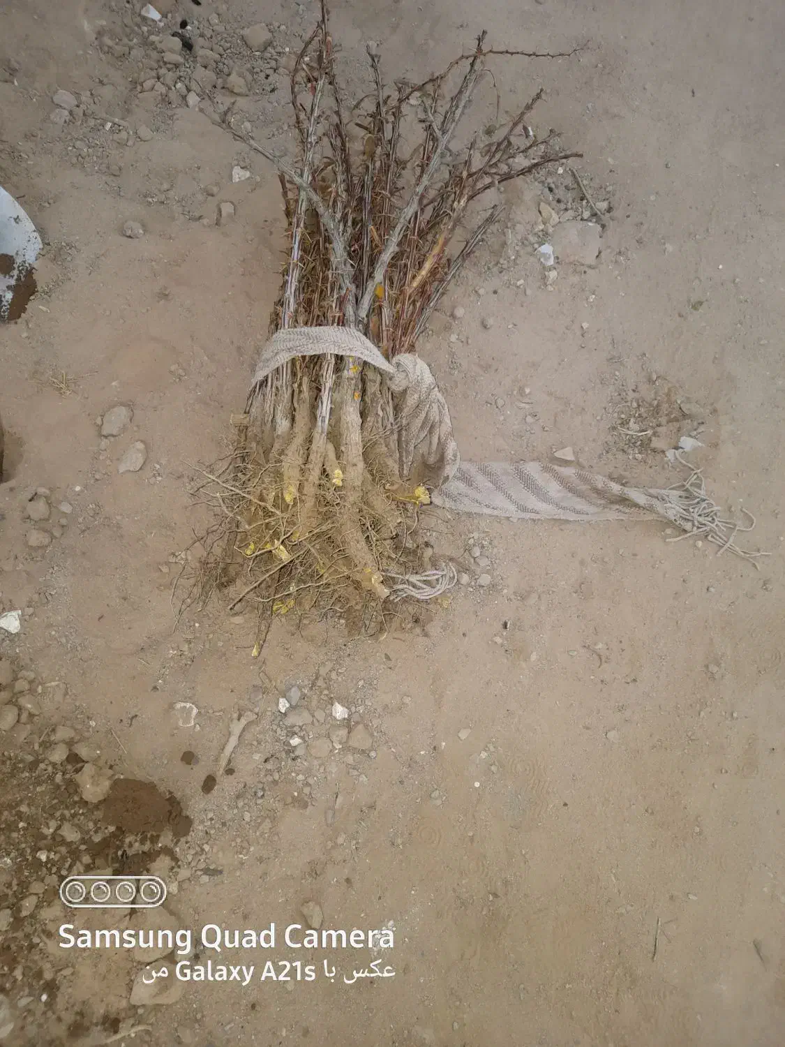 نهال زرشک|گل و گیاه طبیعی|زهان, |دیوار