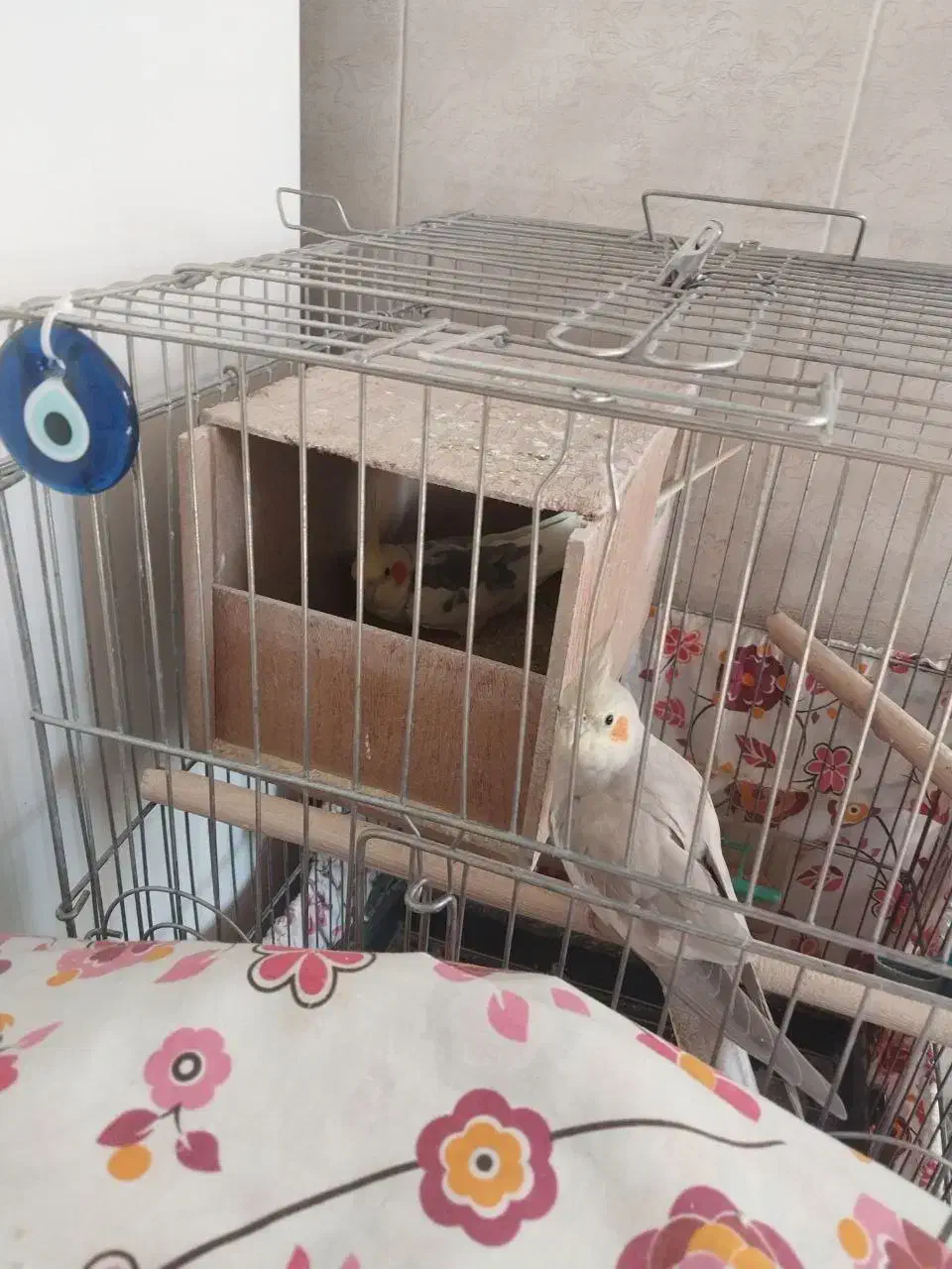 طوطی عروس مُولد|پرنده|نظرآباد, رسالت|دیوار