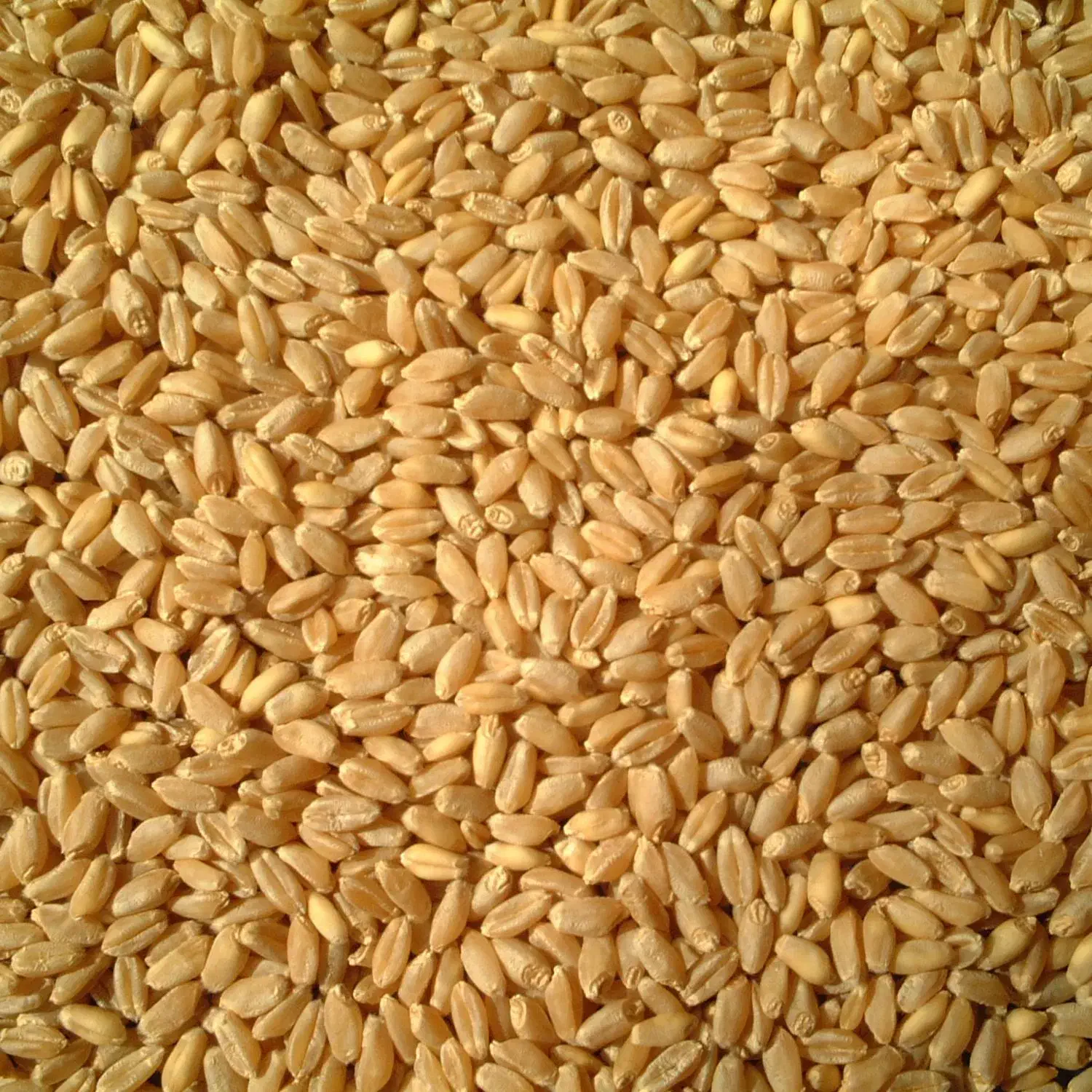 گندم بوجاری  و میشی و لوبیا سفید|خوردنی و آشامیدنی|کیار, |دیوار