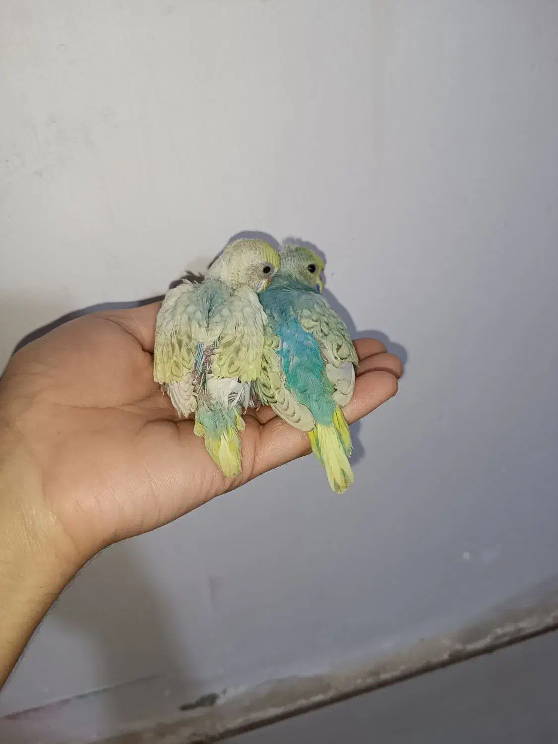 مرغ عشق|پرنده|بندر ماهشهر, |دیوار