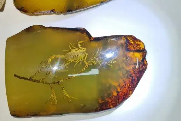 کهربا کمیاب|کلکسیون اشیاء عتیقه|یزد, |دیوار