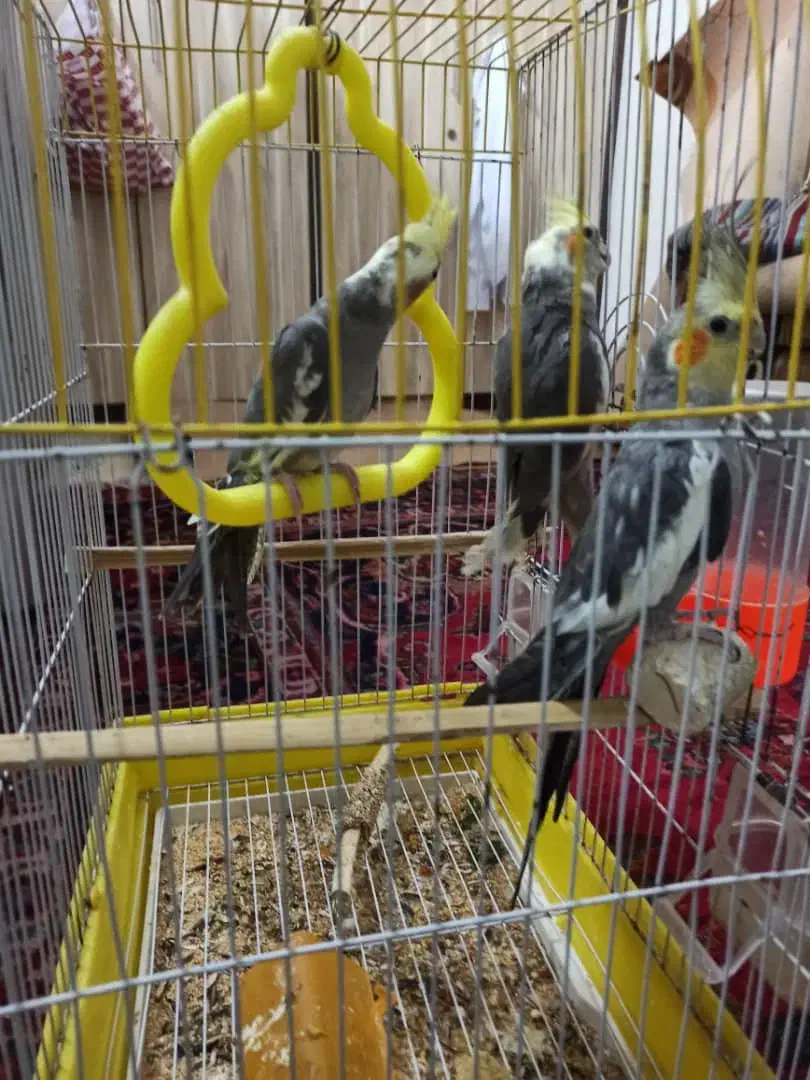 عروس هلندی|پرنده|مشهد, شهرک مهرگان|دیوار