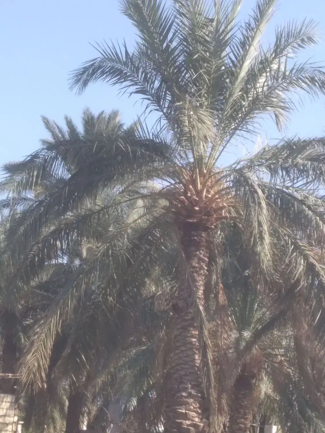 کارگری و درخت|خدمات باغبانی و درختکاری|بم, |دیوار