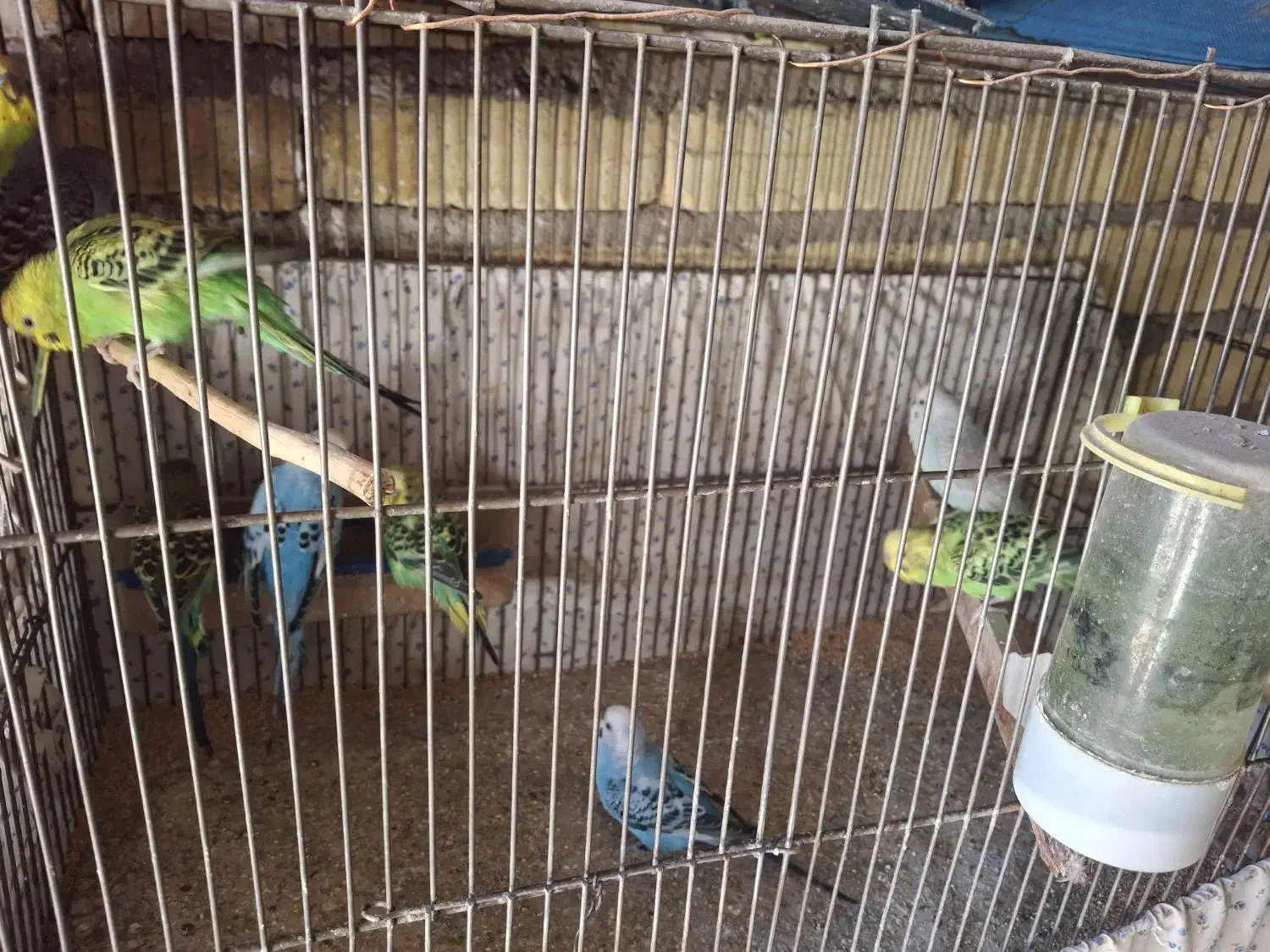 مرغ عشق برای فروش|پرنده|قزوین, |دیوار